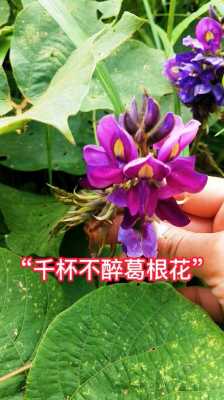 哪里葛花最好(公园的葛花能吃吗)-第2张图片-厨房小当家 哪里葛花最好(公园的葛花能吃吗)-第2张图片-厨房小当家