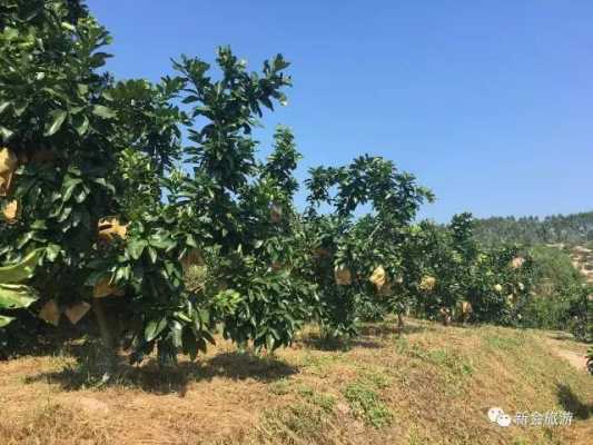 全国最好的柚子前10名,文旦合适哪些地方种植-第1张图片-厨房小当家
