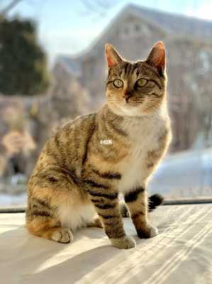 好多喵小咪是流浪猫吗,猫小咪怎么样好养活-第3张图片-厨房小当家 好多喵小咪是流浪猫吗,猫小咪怎么样好养活-第3张图片-厨房小当家