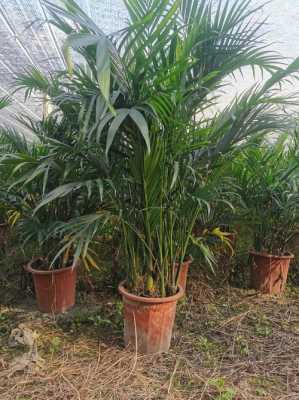 富贵椰子和袖珍椰子哪个漂亮,椰子哪里好看又便宜-第1张图片-厨房小当家 富贵椰子和袖珍椰子哪个漂亮,椰子哪里好看又便宜-第1张图片-厨房小当家