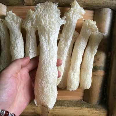 哪里的竹荪最好(哪里的竹荪最好)-第3张图片-厨房小当家 哪里的竹荪最好(哪里的竹荪最好)-第3张图片-厨房小当家