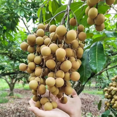 哪里龙眼最出名(哪里的龙眼是最出名的)-第1张图片-厨房小当家 哪里龙眼最出名(哪里的龙眼是最出名的)-第1张图片-厨房小当家
