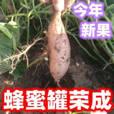 蜂蜜地瓜哪里有（蜂蜜地瓜哪里有）-第3张图片-厨房小当家