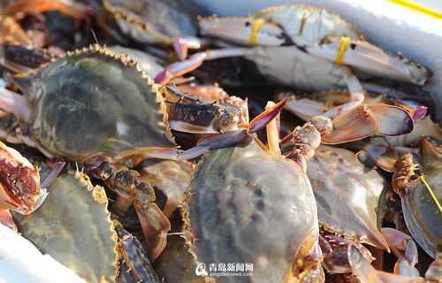 冬天 哪里吃海鲜(冬天哪里吃海鲜便宜)-第1张图片-厨房小当家 冬天 哪里吃海鲜(冬天哪里吃海鲜便宜)-第1张图片-厨房小当家