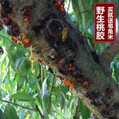 桃树胶哪里卖(桃树胶哪里卖的好)-第1张图片-厨房小当家 桃树胶哪里卖(桃树胶哪里卖的好)-第1张图片-厨房小当家