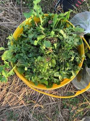 杭州周边哪里有挖野菜的,观音菜哪里有卖的-第2张图片-厨房小当家 杭州周边哪里有挖野菜的,观音菜哪里有卖的-第2张图片-厨房小当家