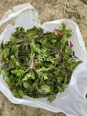 杭州周边哪里有挖野菜的,观音菜哪里有卖的-第1张图片-厨房小当家 杭州周边哪里有挖野菜的,观音菜哪里有卖的-第1张图片-厨房小当家
