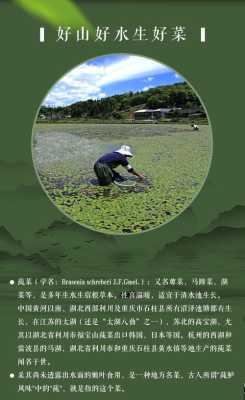 莼菜的产地分布,太湖莼菜什么时候上市-第1张图片-厨房小当家 莼菜的产地分布,太湖莼菜什么时候上市-第1张图片-厨房小当家
