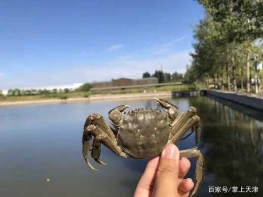 武汉哪里螃蟹好吃(武汉钓螃蟹的地方)-第1张图片-厨房小当家 武汉哪里螃蟹好吃(武汉钓螃蟹的地方)-第1张图片-厨房小当家
