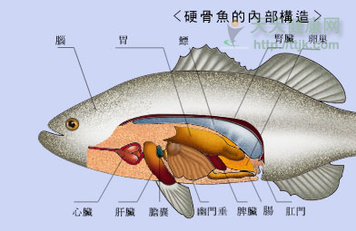 鲈鱼胆在哪里(鲈鱼胆在哪里长出来的)-第1张图片-厨房小当家 鲈鱼胆在哪里(鲈鱼胆在哪里长出来的)-第1张图片-厨房小当家