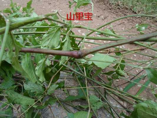 牛膝的原产地是哪里,牛膝哪里的好吃-第2张图片-厨房小当家 牛膝的原产地是哪里,牛膝哪里的好吃-第2张图片-厨房小当家