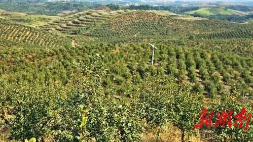 广西哪里有油茶(广西油茶树种植有哪些地方)-第3张图片-厨房小当家 广西哪里有油茶(广西油茶树种植有哪些地方)-第3张图片-厨房小当家