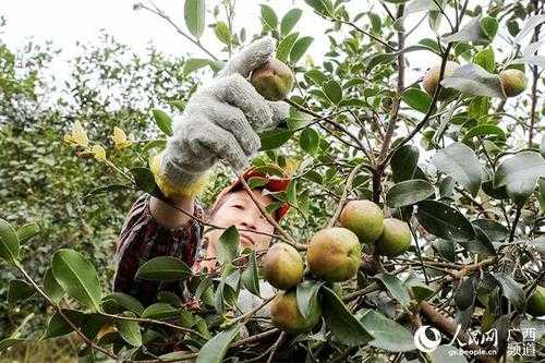 广西哪里有油茶(广西油茶树种植有哪些地方)-第2张图片-厨房小当家 广西哪里有油茶(广西油茶树种植有哪些地方)-第2张图片-厨房小当家