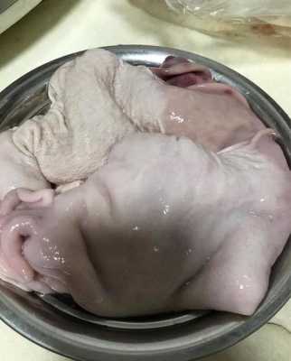 肚头是哪里(肚头是哪里)-第2张图片-厨房小当家 肚头是哪里(肚头是哪里)-第2张图片-厨房小当家