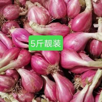 哪里有红皮葱(红葱头有多少品种)-第3张图片-厨房小当家 哪里有红皮葱(红葱头有多少品种)-第3张图片-厨房小当家