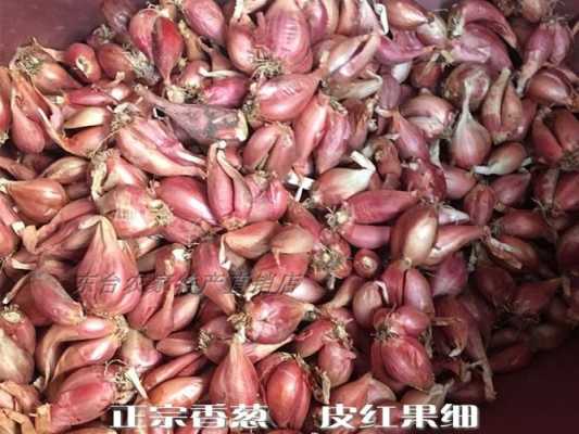 哪里有红皮葱(红葱头有多少品种)-第2张图片-厨房小当家 哪里有红皮葱(红葱头有多少品种)-第2张图片-厨房小当家