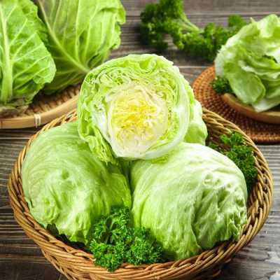 上海哪里有卖球生菜(圆生菜)的,圆生菜哪里可以买到-第3张图片-厨房小当家 上海哪里有卖球生菜(圆生菜)的,圆生菜哪里可以买到-第3张图片-厨房小当家