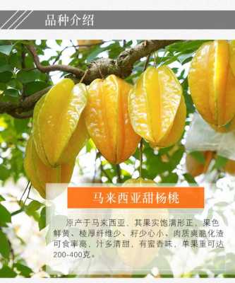 杨桃哪里产的好吃(杨桃的产地是哪儿)-第2张图片-厨房小当家 杨桃哪里产的好吃(杨桃的产地是哪儿)-第2张图片-厨房小当家