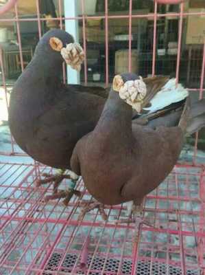哪里有鸽食卖(哪里卖鸽子食)-第3张图片-厨房小当家 哪里有鸽食卖(哪里卖鸽子食)-第3张图片-厨房小当家