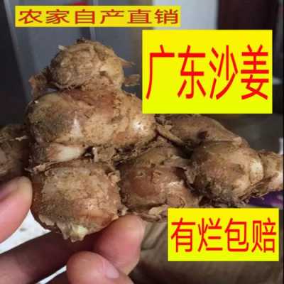 沙姜是哪里的特产,沙姜哪里的好吃啊-第3张图片-厨房小当家 沙姜是哪里的特产,沙姜哪里的好吃啊-第3张图片-厨房小当家