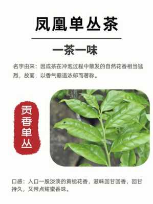 因味茶生意怎么样(单丛为什么一股茉莉花味)-第1张图片-厨房小当家 因味茶生意怎么样(单丛为什么一股茉莉花味)-第1张图片-厨房小当家