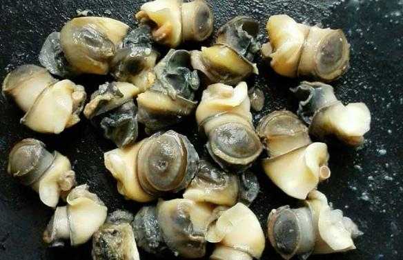 螺肉哪里可以吃(螺肉哪里可以吃哪里不可以吃)-第3张图片-厨房小当家 螺肉哪里可以吃(螺肉哪里可以吃哪里不可以吃)-第3张图片-厨房小当家