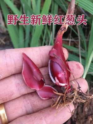 红葱哪里的好(红葱吃的是叶还是根)-第1张图片-厨房小当家 红葱哪里的好(红葱吃的是叶还是根)-第1张图片-厨房小当家