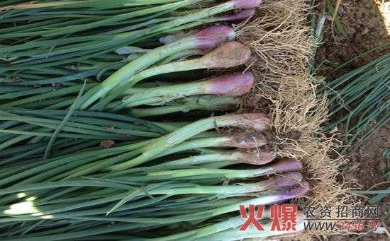 红葱哪里的好(红葱吃的是叶还是根)-第2张图片-厨房小当家 红葱哪里的好(红葱吃的是叶还是根)-第2张图片-厨房小当家