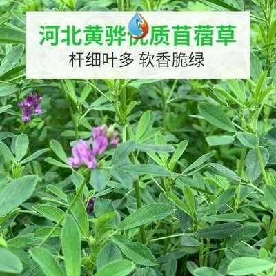 哪里有卖香苜蓿(哪里有卖香苜蓿的地方)-第3张图片-厨房小当家 哪里有卖香苜蓿(哪里有卖香苜蓿的地方)-第3张图片-厨房小当家