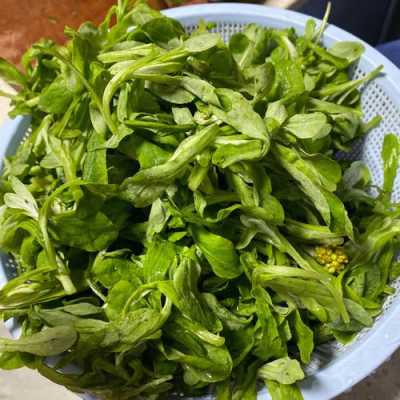 艾叶粑粑哪里有卖(柳州哪里有艾叶糍粑卖)-第2张图片-厨房小当家 艾叶粑粑哪里有卖(柳州哪里有艾叶糍粑卖)-第2张图片-厨房小当家