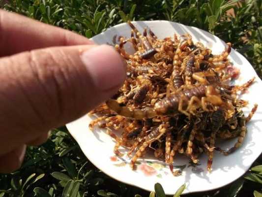 油炸蝎子哪里有卖(油炸蝎子哪里有卖的)-第3张图片-厨房小当家 油炸蝎子哪里有卖(油炸蝎子哪里有卖的)-第3张图片-厨房小当家