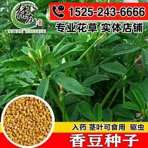 香草豆哪里有卖(香豆子和装在荷包里的香草是同一种植物吗)-第1张图片-厨房小当家 香草豆哪里有卖(香豆子和装在荷包里的香草是同一种植物吗)-第1张图片-厨房小当家