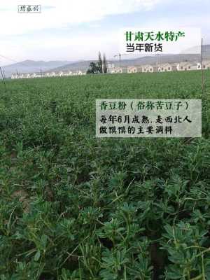 苦豆粉哪里有卖(苦豆粉哪里有卖的)-第1张图片-厨房小当家 苦豆粉哪里有卖(苦豆粉哪里有卖的)-第1张图片-厨房小当家