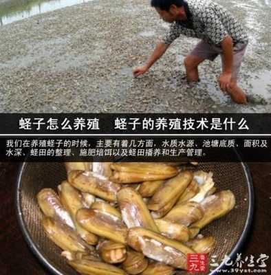 蛏子王怎么养殖,海鲜池养蛏子怎么样才能养活-第1张图片-厨房小当家 蛏子王怎么养殖,海鲜池养蛏子怎么样才能养活-第1张图片-厨房小当家