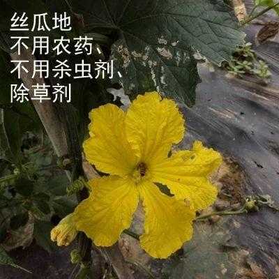 丝瓜藤水哪里有（丝瓜藤水哪里有卖的）-第1张图片-厨房小当家