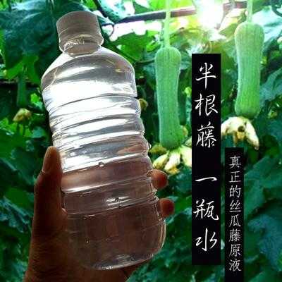 丝瓜藤水哪里有（丝瓜藤水哪里有卖的）-第2张图片-厨房小当家