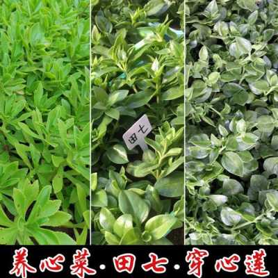 穿心莲菜是哪里的(田七菜与穿心莲有区别吗)-第1张图片-厨房小当家 穿心莲菜是哪里的(田七菜与穿心莲有区别吗)-第1张图片-厨房小当家