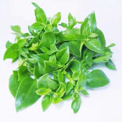 穿心莲菜是哪里的(田七菜与穿心莲有区别吗)-第3张图片-厨房小当家 穿心莲菜是哪里的(田七菜与穿心莲有区别吗)-第3张图片-厨房小当家
