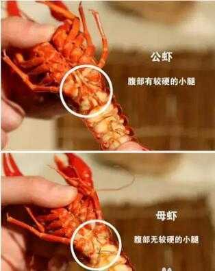 龙虾的沙包在哪里(小龙虾怎么开背)-第2张图片-厨房小当家 龙虾的沙包在哪里(小龙虾怎么开背)-第2张图片-厨房小当家