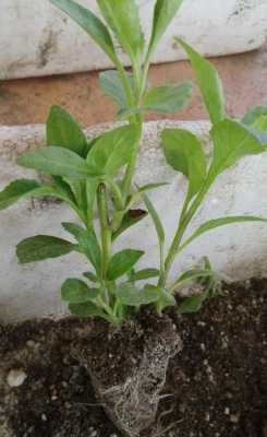 哪里有卖富贵菜的(富贵菜种植时间)-第3张图片-厨房小当家 哪里有卖富贵菜的(富贵菜种植时间)-第3张图片-厨房小当家