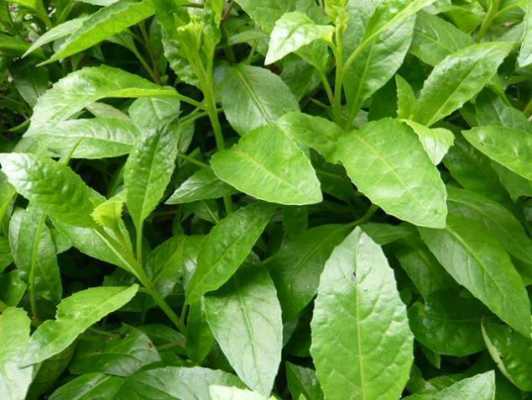 哪里有卖富贵菜的(富贵菜种植时间)-第2张图片-厨房小当家 哪里有卖富贵菜的(富贵菜种植时间)-第2张图片-厨房小当家
