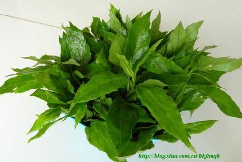哪里有卖富贵菜的(富贵菜种植时间)-第1张图片-厨房小当家 哪里有卖富贵菜的(富贵菜种植时间)-第1张图片-厨房小当家
