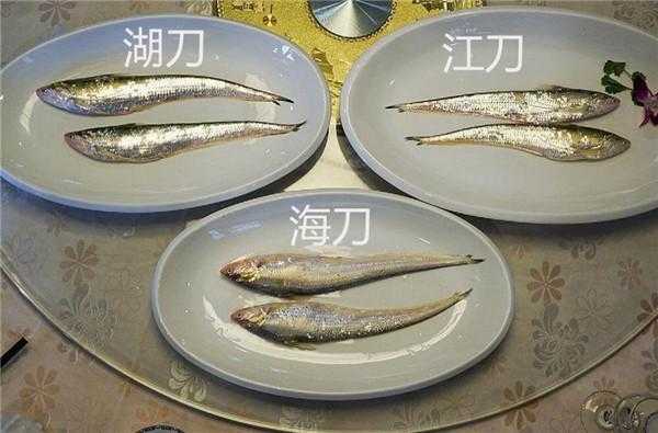 吃刀鱼在哪里吃(吃刀鱼在哪里吃比较好)-第2张图片-厨房小当家 吃刀鱼在哪里吃(吃刀鱼在哪里吃比较好)-第2张图片-厨房小当家