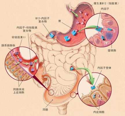 b12在哪里吸收(B12的吸收方式是什么)-第1张图片-厨房小当家 b12在哪里吸收(B12的吸收方式是什么)-第1张图片-厨房小当家
