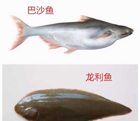鱼的哪里最有营养(什么鱼最有营养)-第3张图片-厨房小当家 鱼的哪里最有营养(什么鱼最有营养)-第3张图片-厨房小当家