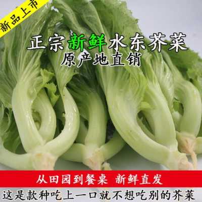 东芥是芥兰吗,水东芥是哪里的特产-第3张图片-厨房小当家 东芥是芥兰吗,水东芥是哪里的特产-第3张图片-厨房小当家