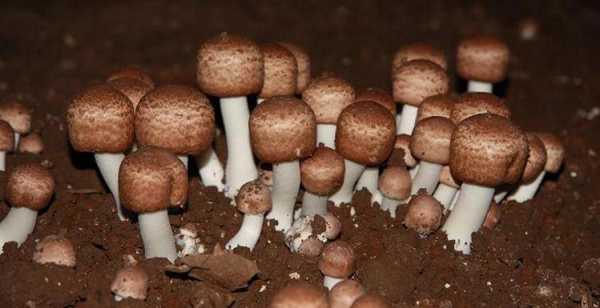姬松茸产地,哪里的姬松茸最好-第3张图片-厨房小当家 姬松茸产地,哪里的姬松茸最好-第3张图片-厨房小当家