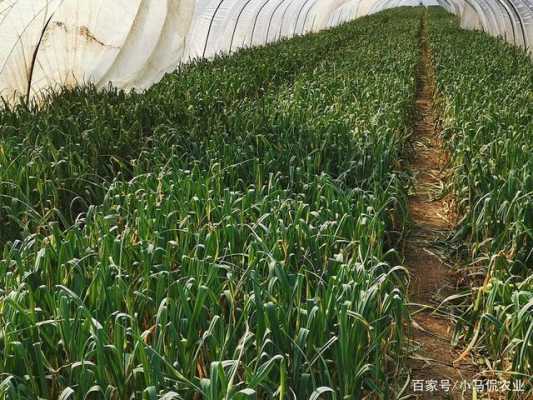 蒜苔是长在哪里的(蒜苔的产地)-第1张图片-厨房小当家 蒜苔是长在哪里的(蒜苔的产地)-第1张图片-厨房小当家