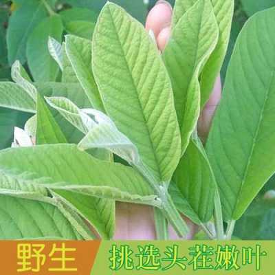 番石榴品种叶子的区别,番石榴叶在哪能买到-第2张图片-厨房小当家 番石榴品种叶子的区别,番石榴叶在哪能买到-第2张图片-厨房小当家