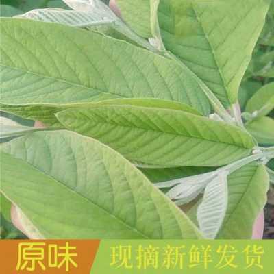 番石榴品种叶子的区别,番石榴叶在哪能买到-第3张图片-厨房小当家 番石榴品种叶子的区别,番石榴叶在哪能买到-第3张图片-厨房小当家